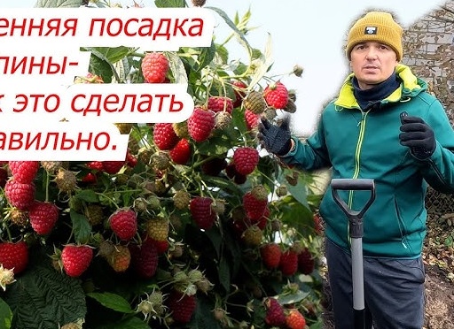 Осенняя посадка малины обычных и ремонтантных сортов