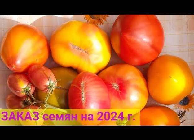 Томат Канары: желтый урожай с солнечным вкусом для теплиц и грядок