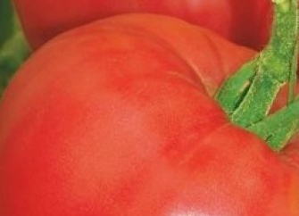 Томат Японский краб: крупноплодный экзот с ребристой формой и насыщенным вкусом