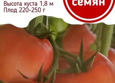 Где купить профсемена?