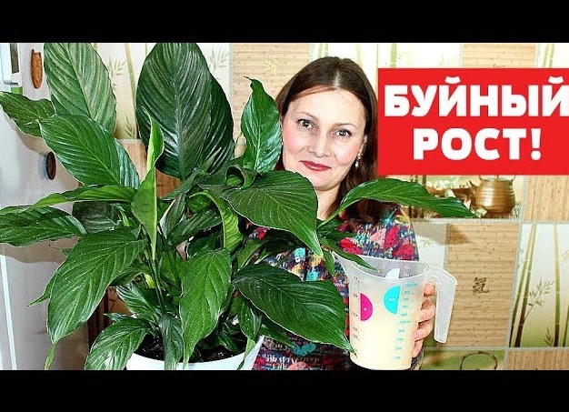 Удобрение для комнатных растений в домашних условиях - обзор народных средств и препаратов