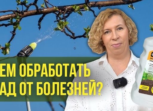 Безопасная обработка сада от болезней