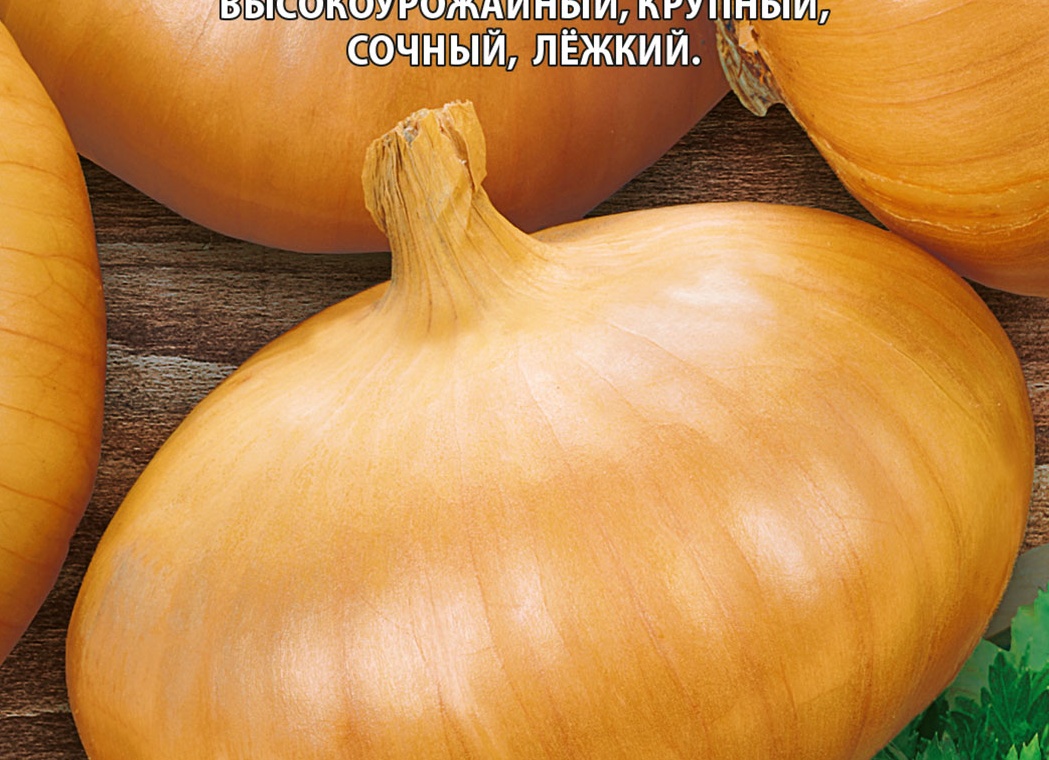 Лук Золотой лапоть: сладкий крупный репчатый сорт с золотистой чешуей