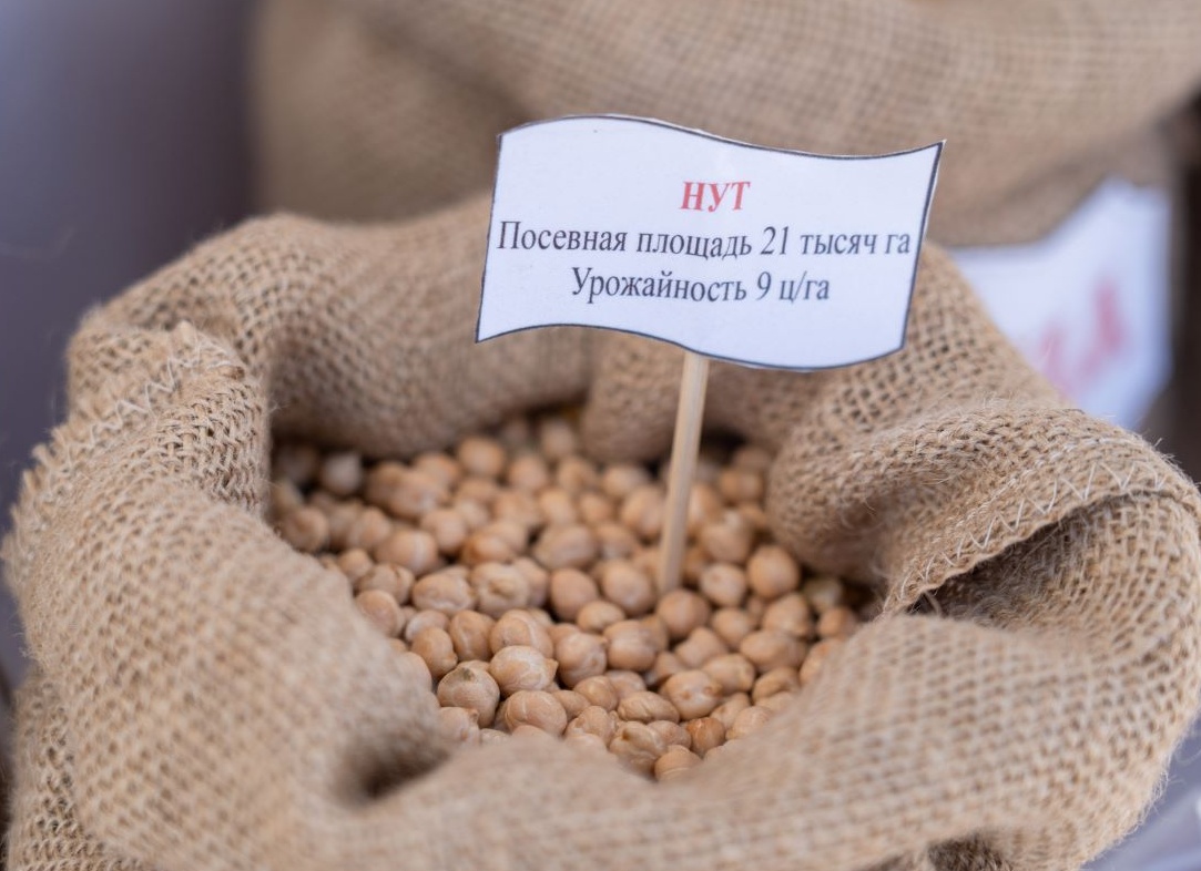Нут с характером: тонкости выращивания и уборки