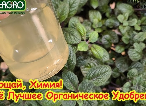 Список лучших органических удобрений для растений.