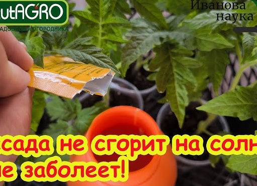 Дешевое удобрение для супер крепкой рассады: есть у каждого
