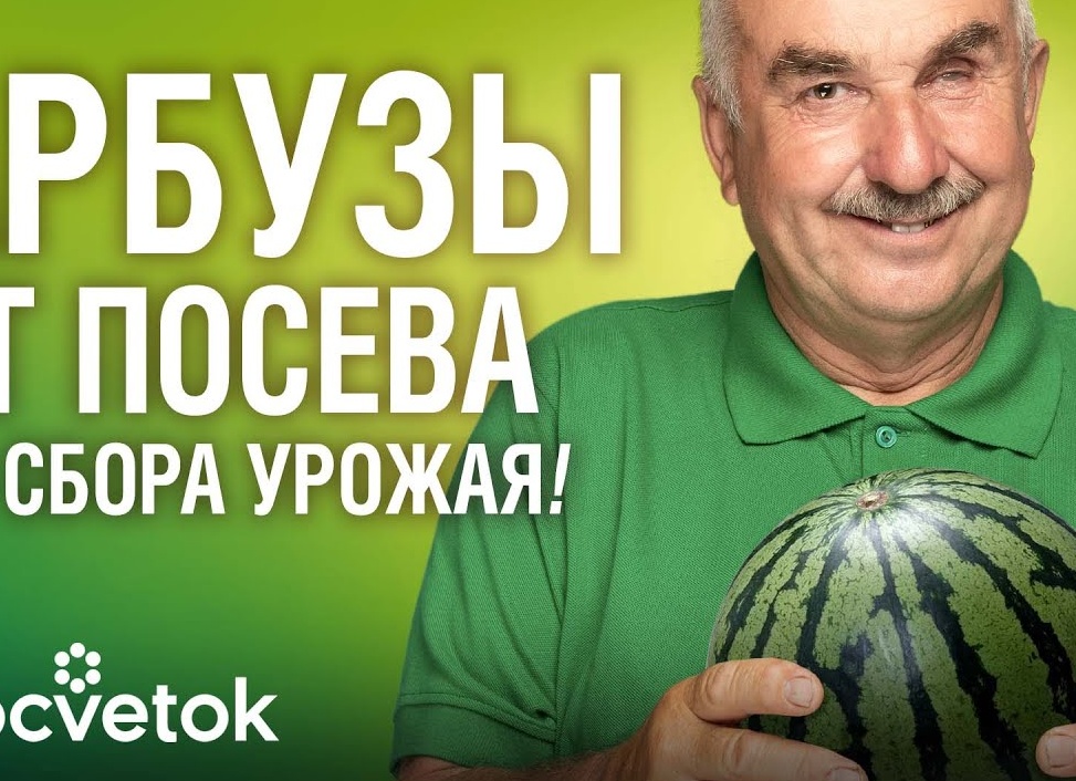 Поддержка плодоношения у бахчевых культур с помощью Лигногумата