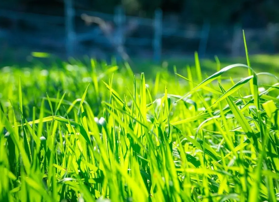Обзор лучших фунгицидов для растений – 35 популярных препаратов