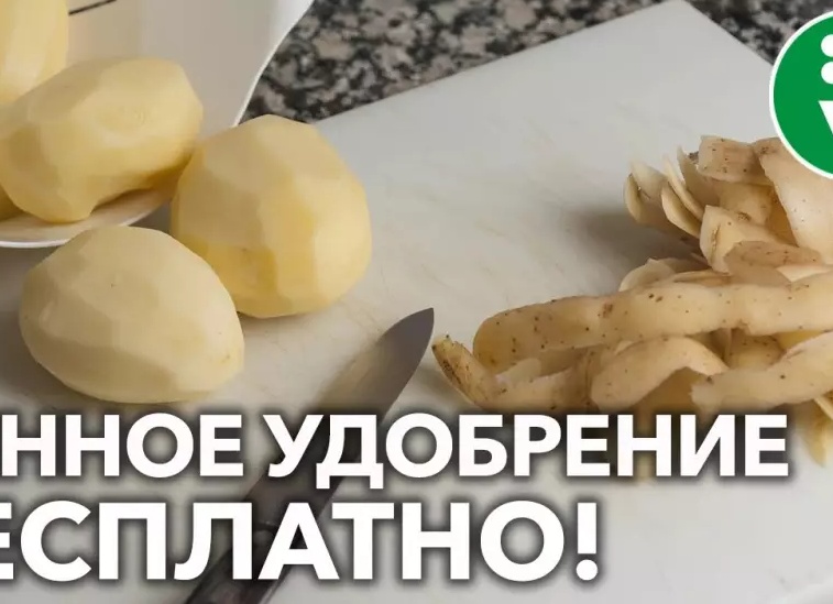 Ценное удобрение для Вашего сада, о котором никто не говорит: успей запастись зимой!