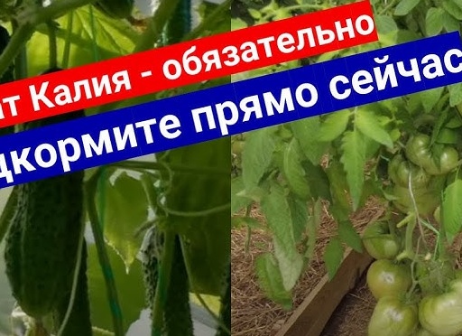 Нужен ли гумат калия для огурцов? Ответ однозначен: да!