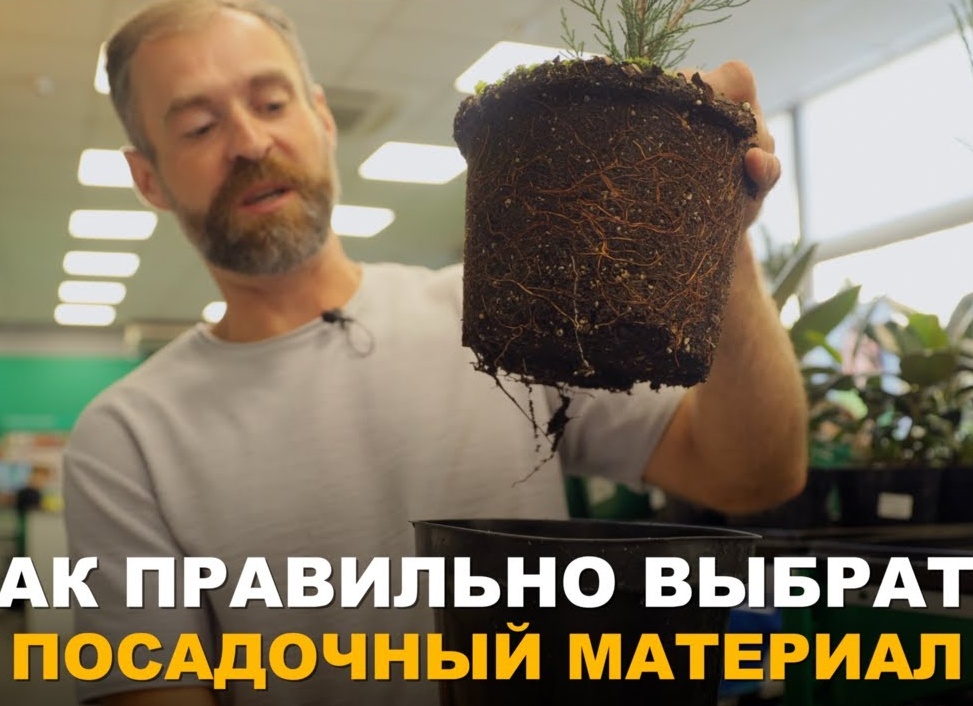 Как выбрать посадочный материал для сада и огорода