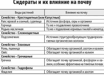Сидераты: какие и когда сеять