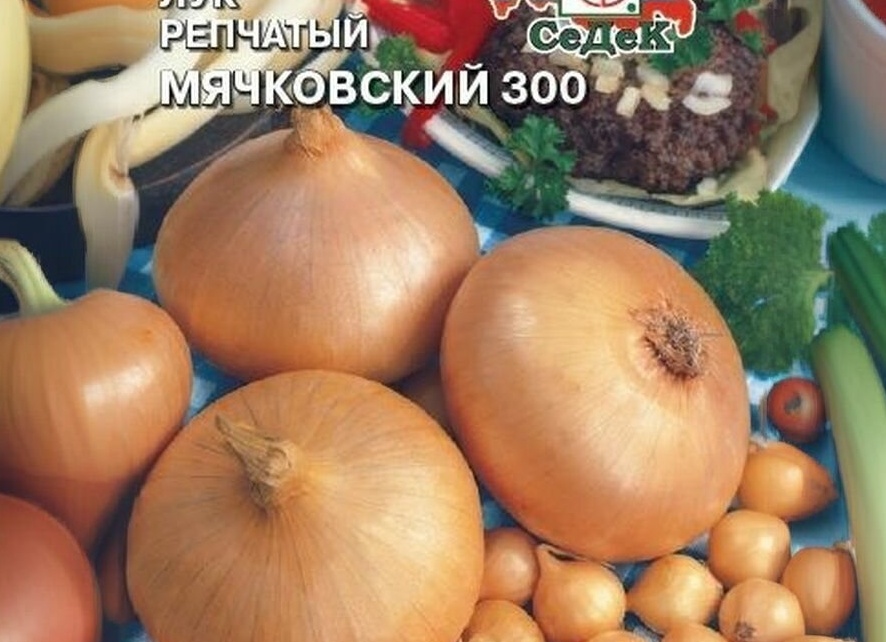 Лук Медальон: урожайный гибрид с полуострым вкусом и высокой лёжкостью