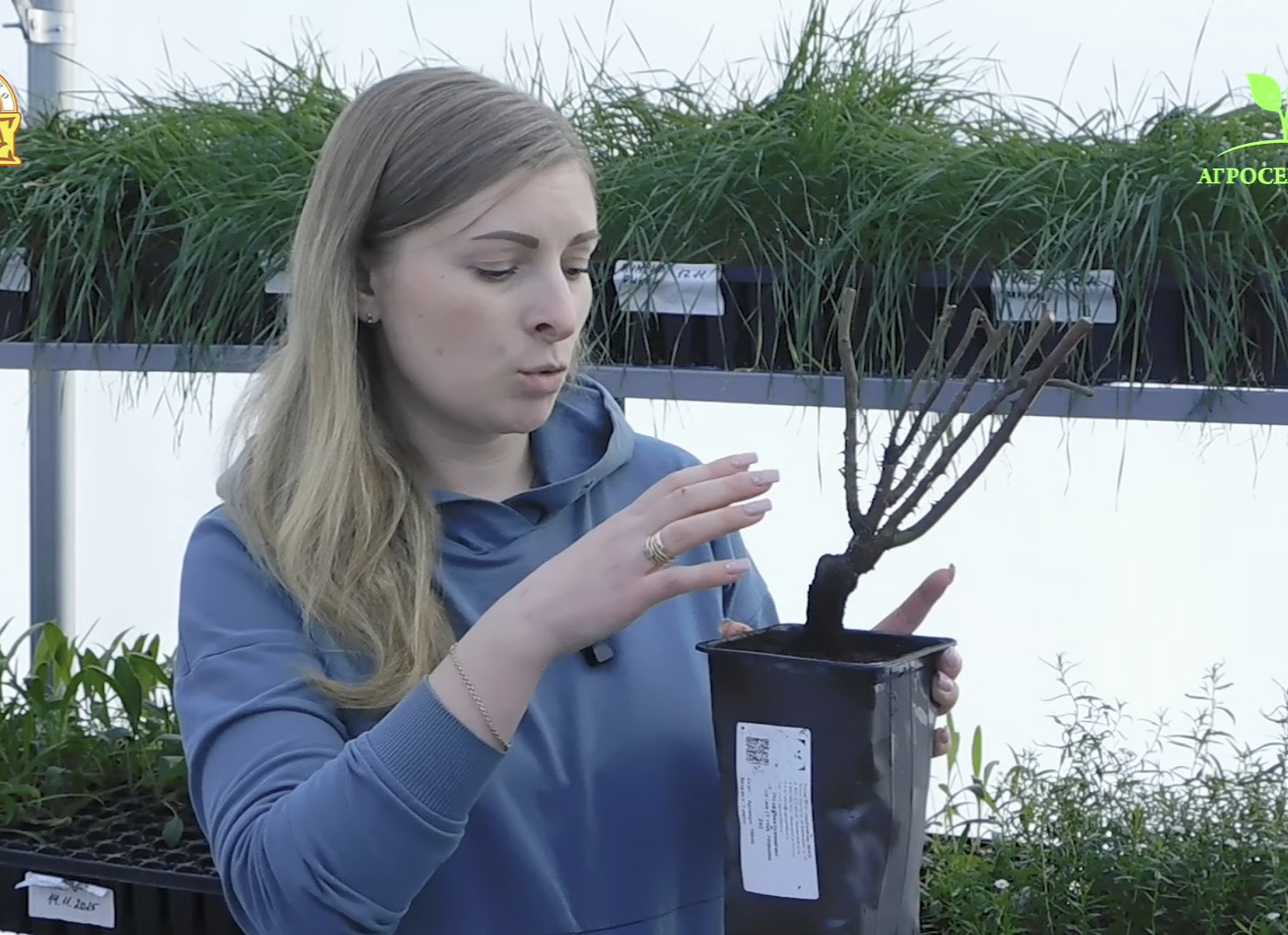 Агросемфонд — компания по продаже семян и удобрений: как выбрать продукцию для фермеров и садоводов
