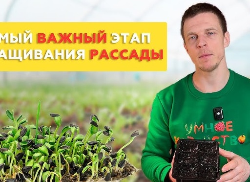 Самое важно о выращивании рассады в вопросах и подробных на них ответах: ошибки и сложности при выращивании рассады овощных культур