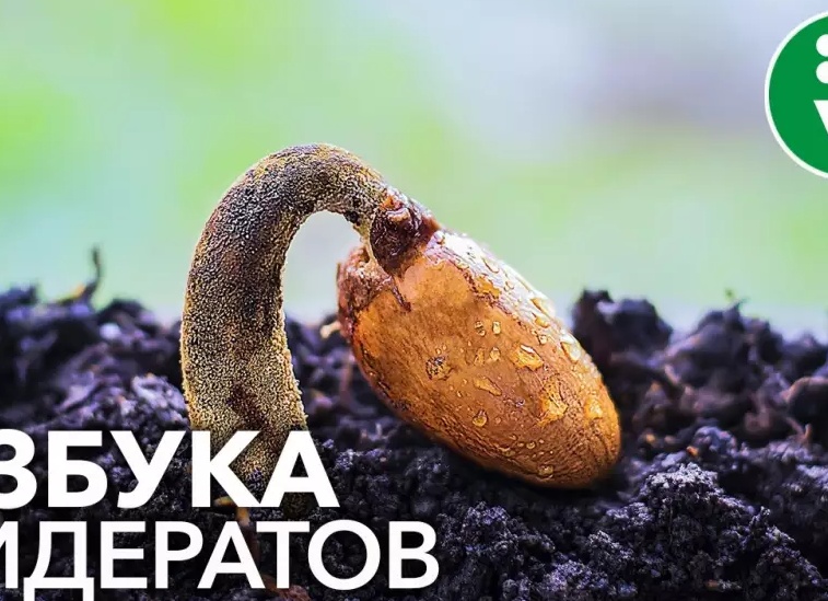 Какие сидераты лучше всего сеять в огороде и теплице весной
